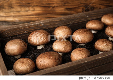 Brown champignons growing on soil in wooden crate. Mushrooms cultivation 87565356