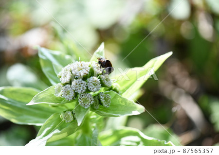 フキノトウ（蕗のとう）と花蜂 87565357