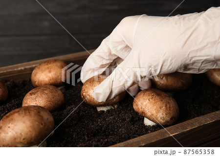 Person checking quality of champignons, closeup. Mushrooms cultivation 87565358