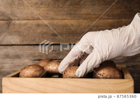 Person checking quality of champignons, closeup. Mushrooms cultivation Person checking quality of champignons, closeup. Mushrooms cultivation 87565360