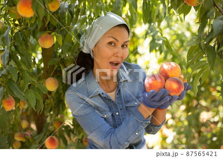 Successful female gardener with ripe peaches in hands on day Successful female gardener with ripe peaches in hands on day 87565421