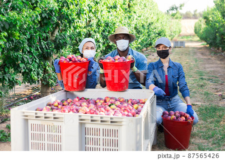 Three farmers in masks and box of plums 87565426