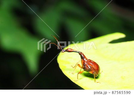 ヒゲナガオトシブミ(オス) ヒゲナガオトシブミ(オス) 87565590