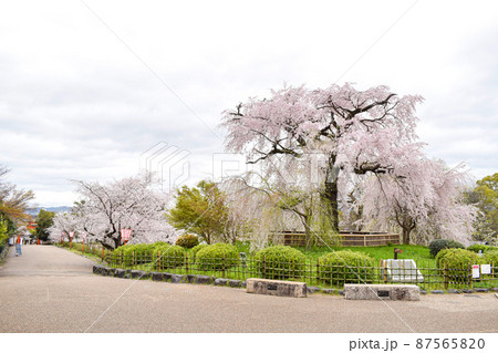 【京都】春の円山公園_桜の名所_祇園の夜桜 【京都】春の円山公園_桜の名所_祇園の夜桜 87565820