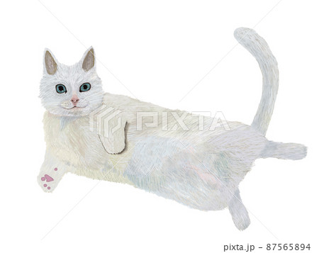 猫白へそ天_横 87565894