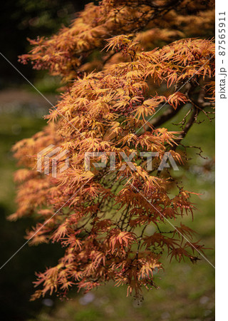 春に赤く染まるもみじ 春に赤く染まるもみじ 87565911