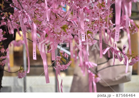 東京都世田谷区桜新町にある桜神宮の河津桜 87566464
