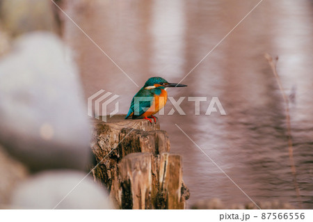 冬の水元公園のカワセミ 87566556