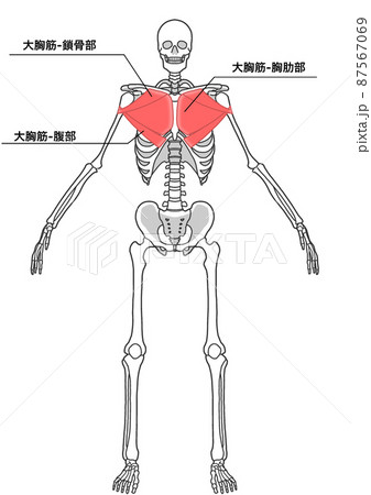 大奶   人体 リアル解剖学講座