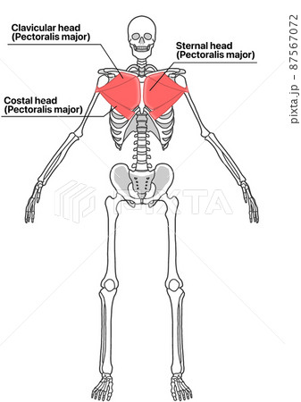 人間の全身骨格と大胸筋 各部位の英語名称 のイラスト素材