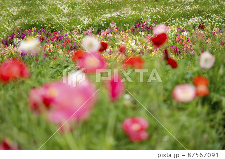 マジックカーペット 87567091