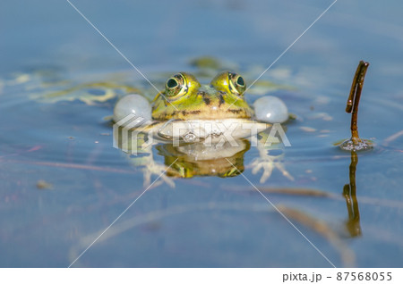 Marsh frog( Rana ridibunda ) in a pond in spring. 87568055