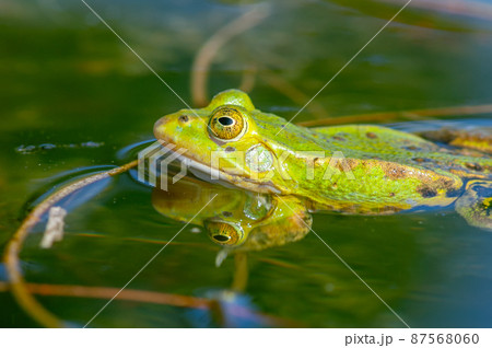 Marsh frog ( Rana ridibunda ) in a pond in spring. 87568060
