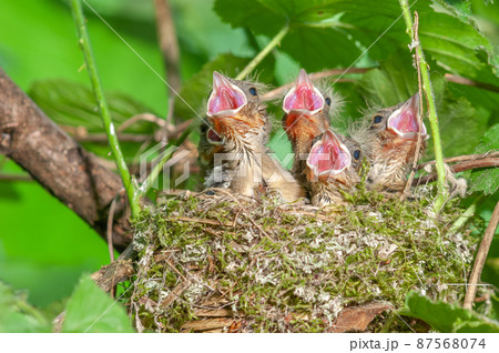 Chaffinch (Fringilla coelebs) chicks with their beaks wide open in their nest. Chaffinch (Fringilla coelebs) chicks with their beaks wide open in their nest. 87568074