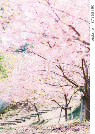 愛知県南知多町聖崎公園の河津桜 87568290