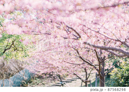 愛知県南知多町聖崎公園の河津桜 愛知県南知多町聖崎公園の河津桜 87568298