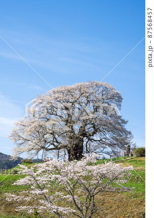 山の上に立つ見事な樹齢千年の一本桜「醍醐桜」岡山県 87568457