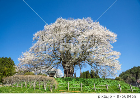 山の上に立つ見事な樹齢千年の一本桜「醍醐桜」岡山県 山の上に立つ見事な樹齢千年の一本桜「醍醐桜」岡山県 87568458