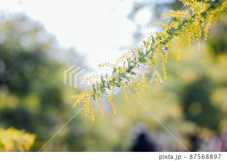 ミモザの花 87568897