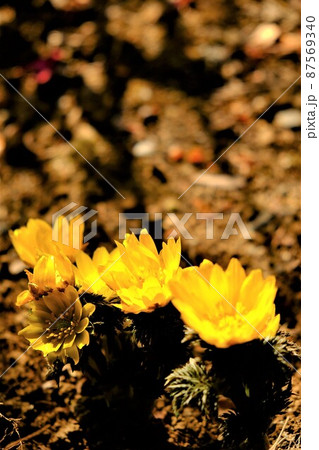 福寿草　【相模原市津久井　2月】 87569340