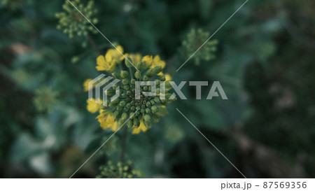 菜の花の蕾をクローズアップ 87569356