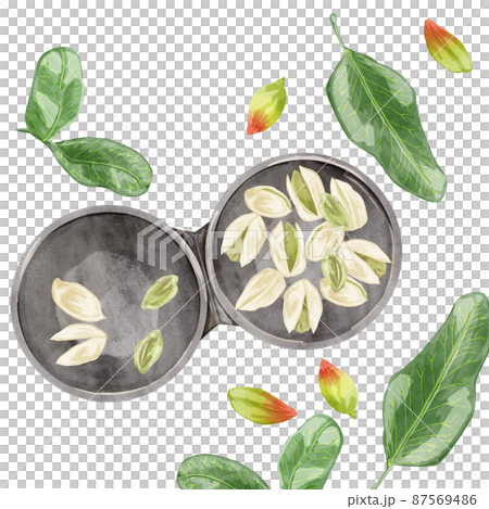 Hand drawn watercolor style illustration of pistachio 87569486