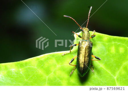 アオハムシダマシ アオハムシダマシ 87569621