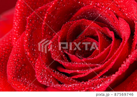 Beautiful red rose flower with water drops closeup. Macrophotography of rose flower head. Natural flower background. Beautiful red rose flower with water drops closeup. Macrophotography of rose flower head. Natural flower background. 87569746