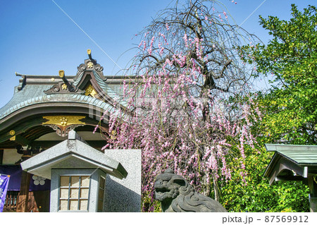 東京都　「牛天神」北野神社　拝殿　満開の紅梅 87569912
