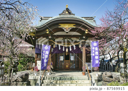東京都 「牛天神」北野神社 拝殿 満開の紅梅 東京都 「牛天神」北野神社 拝殿 満開の紅梅 87569915