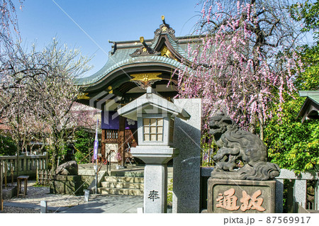 東京都 「牛天神」北野神社 拝殿 満開の紅梅 東京都 「牛天神」北野神社 拝殿 満開の紅梅 87569917