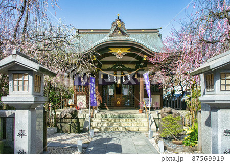 東京都　「牛天神」北野神社　拝殿　満開の紅梅 87569919