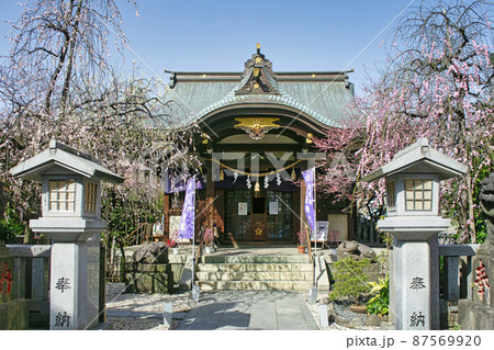 東京都　「牛天神」北野神社　拝殿　満開の紅梅 87569920