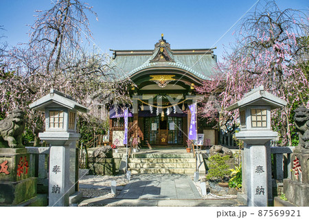 東京都　「牛天神」北野神社　拝殿　満開の紅梅 87569921