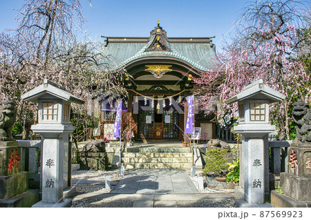 東京都 「牛天神」北野神社 拝殿 満開の紅梅 東京都 「牛天神」北野神社 拝殿 満開の紅梅 87569923
