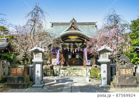 東京都　「牛天神」北野神社　拝殿　満開の紅梅 87569924