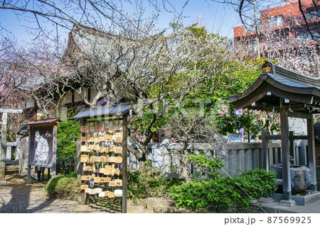 東京都　「牛天神」北野神社　拝殿　満開の紅梅 87569925