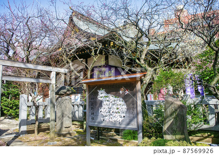 東京都　「牛天神」北野神社　拝殿　満開の紅梅 87569926