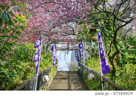 東京都　「牛天神」北野神社　石鳥居への石段　満開の紅梅 87569929