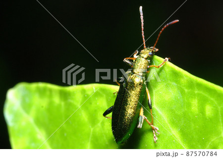 アオハムシダマシ アオハムシダマシ 87570784