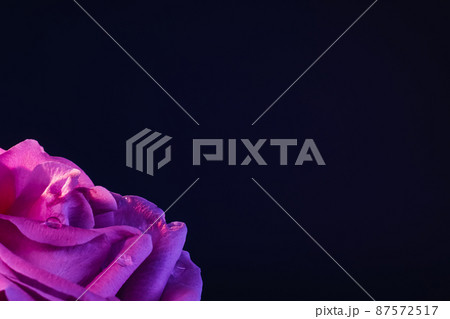 Morning dew. Nature beauty. Macro flower background. Pink rose petals with water droplets on black 87572517