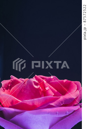 Flower macro background. Neon pink rose petals with water droplets closeup. 87572522