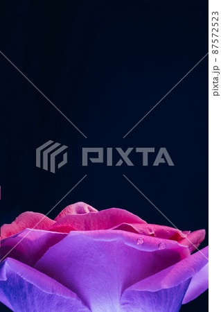 Floral macro. Pink lilac neon rose petals closeup. Flower bud with water droplets. 87572523