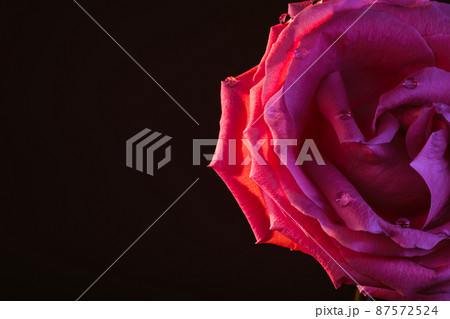 Macro flower background. Rose bud closeup. Neon pink petals swirl Macro flower background. Rose bud closeup. Neon pink petals swirl 87572524