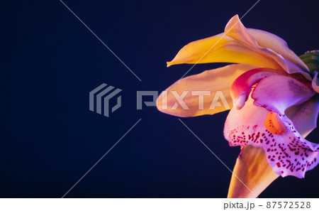 Macro flower background. Orange pink orchid. Curved gradient petals 87572528