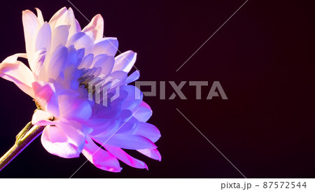 Floral art. Minimal background. Purple pink flowers on black mirror surface Floral art. Minimal background. Purple pink flowers on black mirror surface 87572544