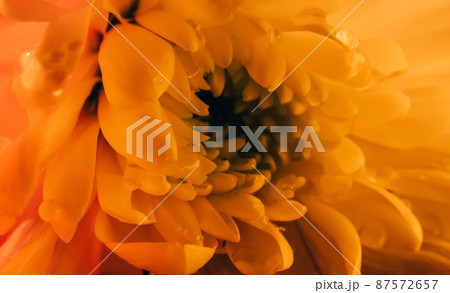 Yellow orange chrysanthemum. Floral macro background Yellow orange chrysanthemum. Floral macro background 87572657