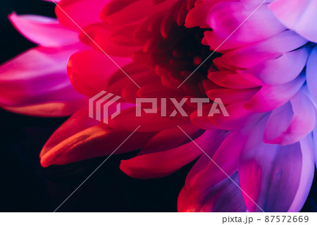 Pink aster flower. Spring beauty. Nature s. Gradient petals on black background. Pink aster flower. Spring beauty. Nature s. Gradient petals on black background. 87572669