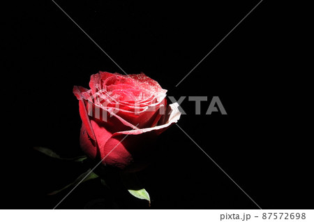 パウダーが付いたバラの花 パウダーが付いたバラの花 87572698