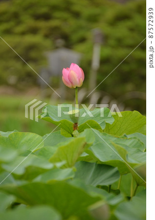 蓮池の蓮、花が咲いた後はこうなります。 87572939